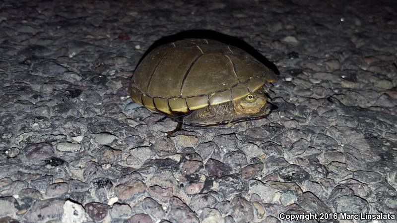 Yellow Mud Turtle (Kinosternon flavescens)