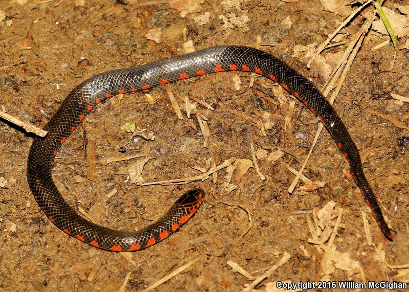 Western Mudsnake (Farancia abacura reinwardtii)