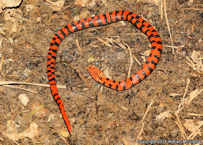 Western Mudsnake (Farancia abacura reinwardtii)