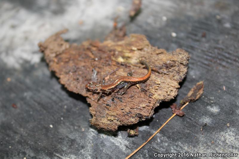 Blue Ridge Dusky Salamander (Desmognathus orestes)