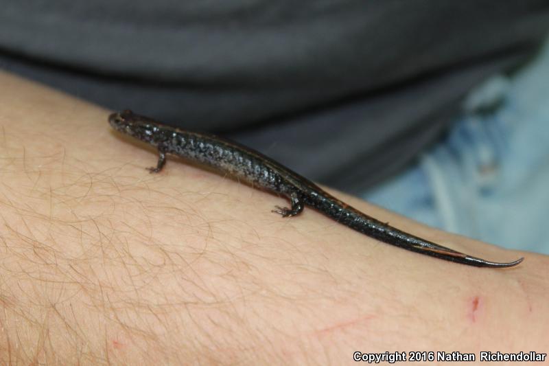 Blue Ridge Dusky Salamander (Desmognathus orestes)