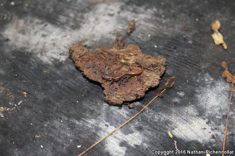 Blue Ridge Dusky Salamander (Desmognathus orestes)