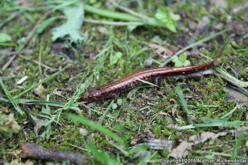 Blue Ridge Dusky Salamander (Desmognathus orestes)