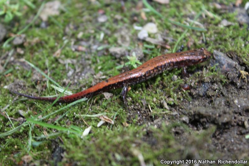 Blue Ridge Dusky Salamander (Desmognathus orestes)