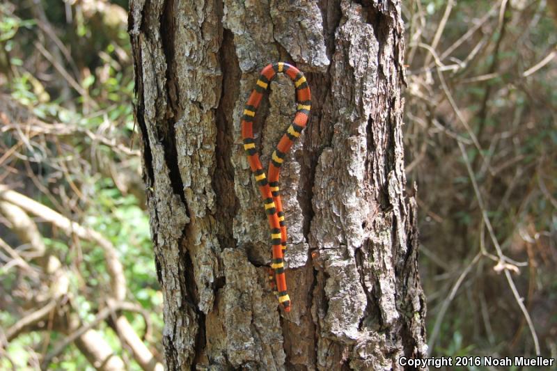 Scarlet Kingsnake (Lampropeltis triangulum elapsoides)