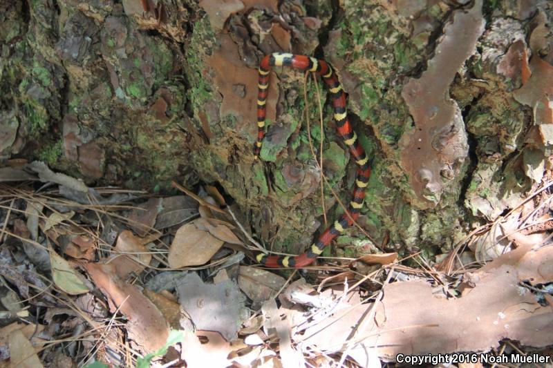 Scarlet Kingsnake (Lampropeltis triangulum elapsoides)