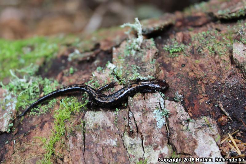 Weller's Salamander (Plethodon welleri)