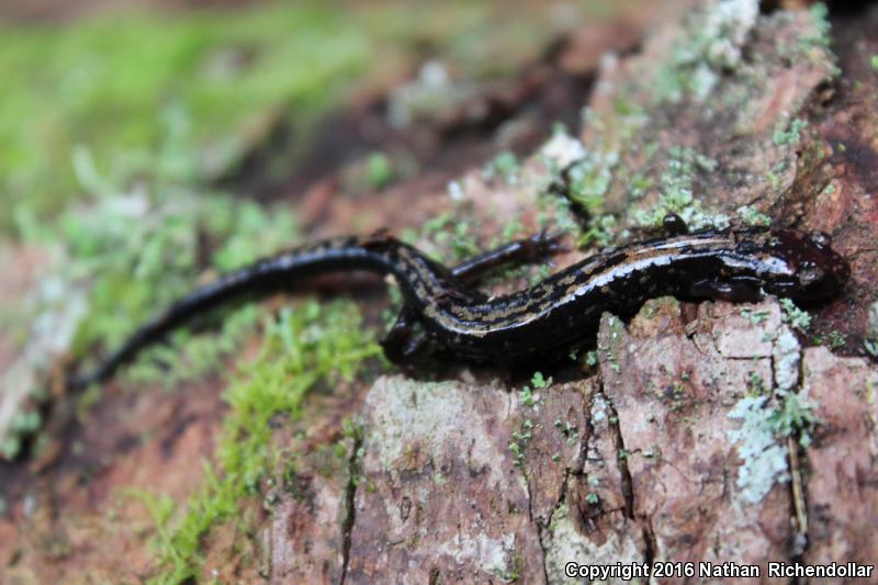 Weller's Salamander (Plethodon welleri)