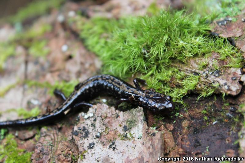 Weller's Salamander (Plethodon welleri)