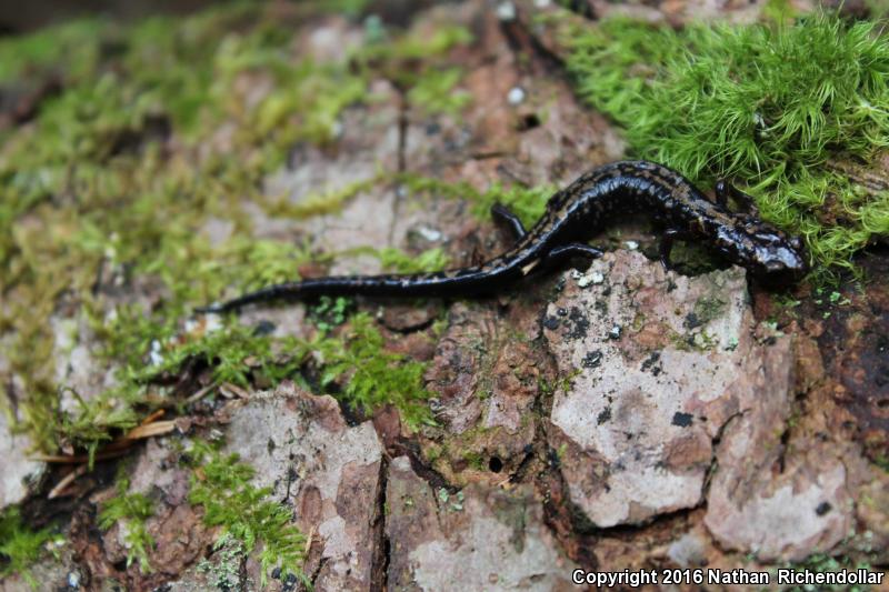 Weller's Salamander (Plethodon welleri)