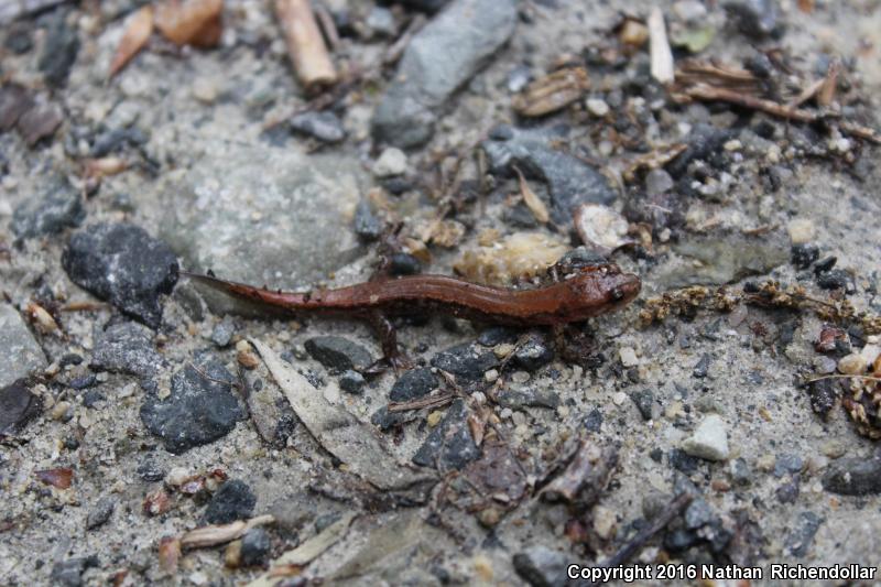 Blue Ridge Dusky Salamander (Desmognathus orestes)