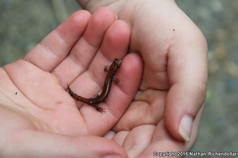 Blue Ridge Dusky Salamander (Desmognathus orestes)