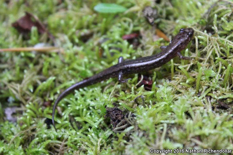 Blue Ridge Dusky Salamander (Desmognathus orestes)