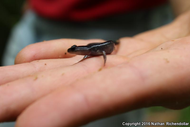 Northern Gray-cheeked Salamander (Plethodon montanus)