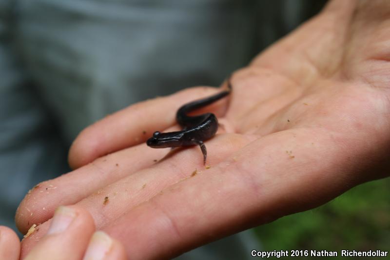 Northern Gray-cheeked Salamander (Plethodon montanus)