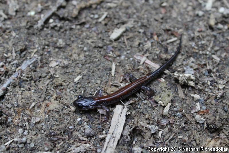 Yonahlossee Salamander (Plethodon yonahlossee)