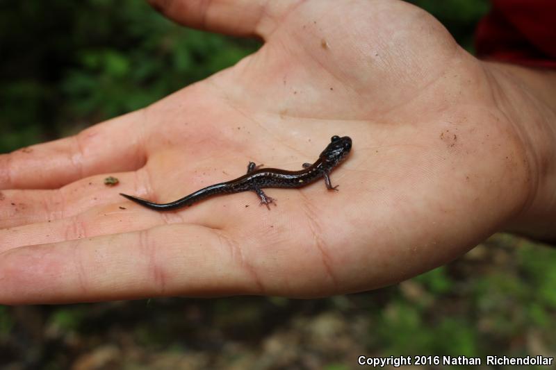 Yonahlossee Salamander (Plethodon yonahlossee)