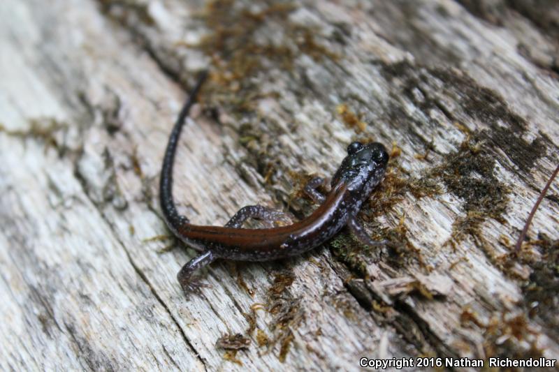 Yonahlossee Salamander (Plethodon yonahlossee)