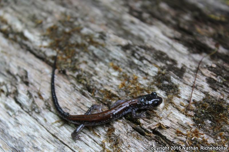 Yonahlossee Salamander (Plethodon yonahlossee)