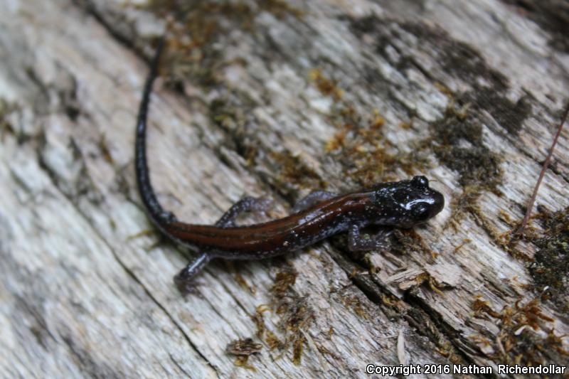 Yonahlossee Salamander (Plethodon yonahlossee)