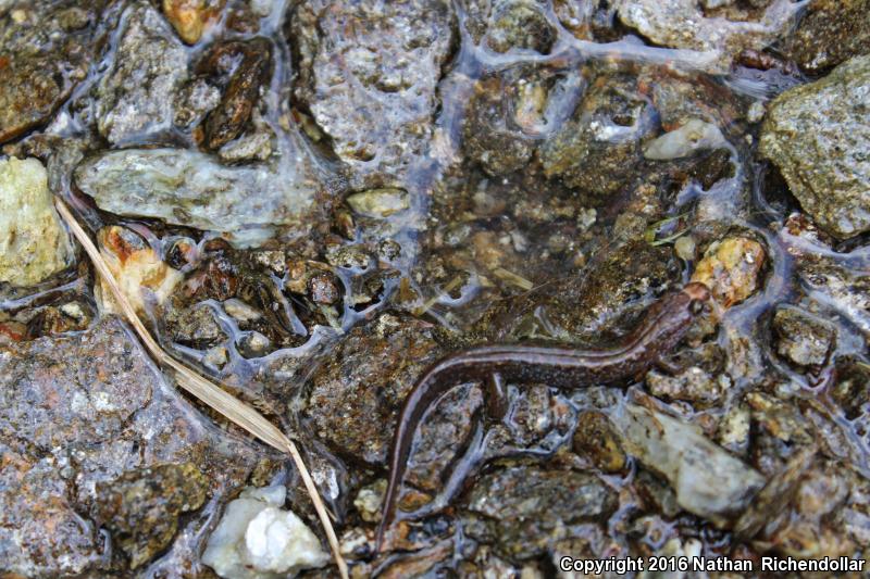 Carolina Mountain Dusky Salamander (Desmognathus carolinensis)