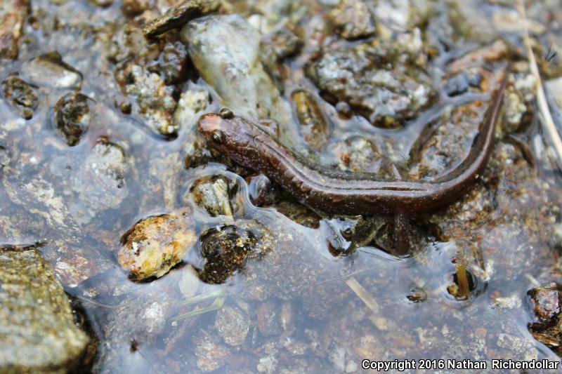 Carolina Mountain Dusky Salamander (Desmognathus carolinensis)