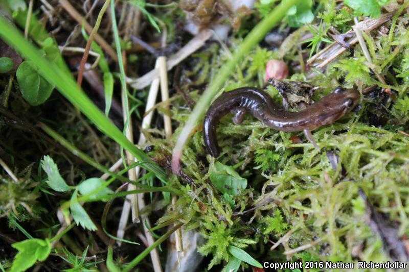 Carolina Mountain Dusky Salamander (Desmognathus carolinensis)