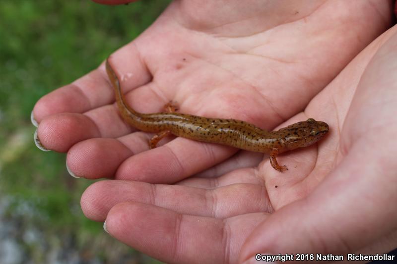 Blue Ridge Spring Salamander (Gyrinophilus porphyriticus danielsi)