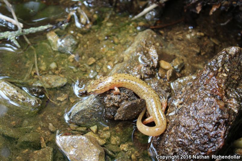 Blue Ridge Spring Salamander (Gyrinophilus porphyriticus danielsi)