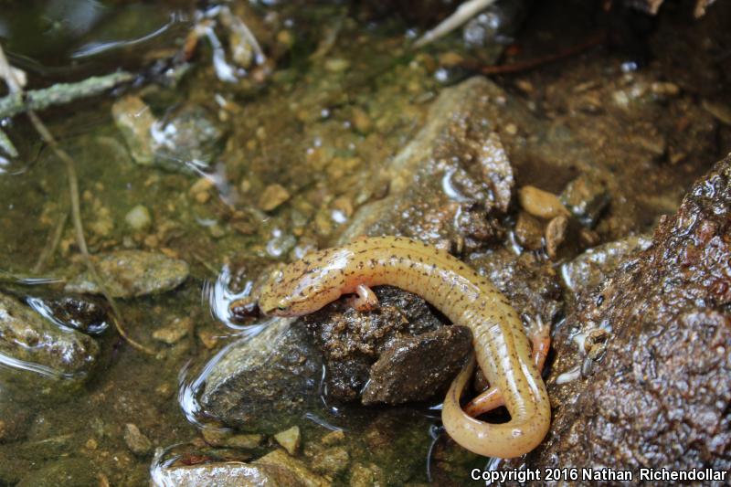 Blue Ridge Spring Salamander (Gyrinophilus porphyriticus danielsi)