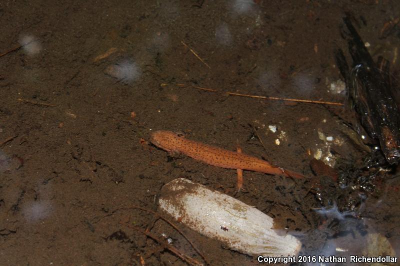 Black-chinned Red Salamander (Pseudotriton ruber schencki)