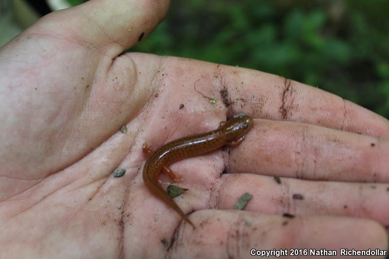 Black-chinned Red Salamander (Pseudotriton ruber schencki)