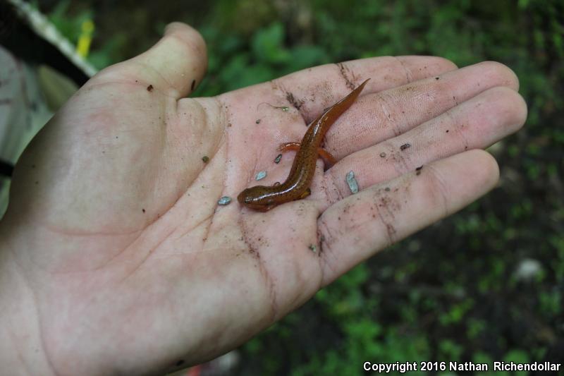 Black-chinned Red Salamander (Pseudotriton ruber schencki)