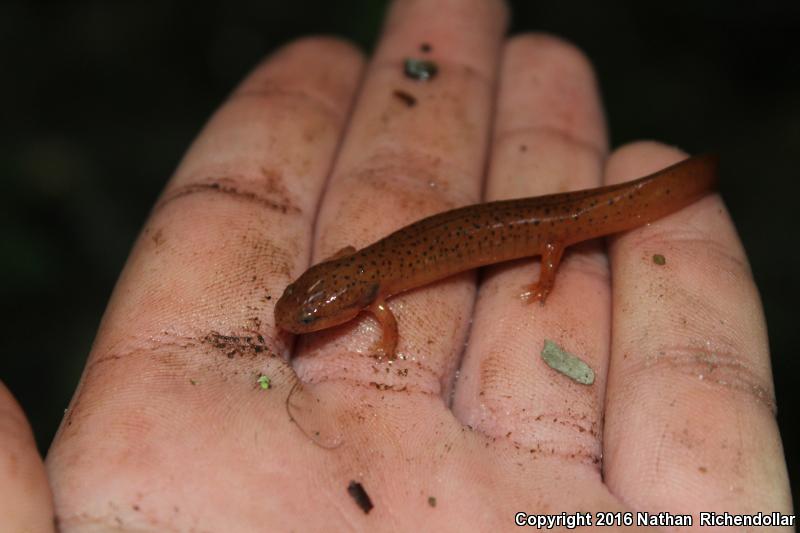 Black-chinned Red Salamander (Pseudotriton ruber schencki)