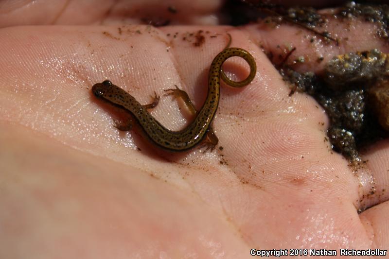 Blue Ridge Two-lined Salamander (Eurycea wilderae)