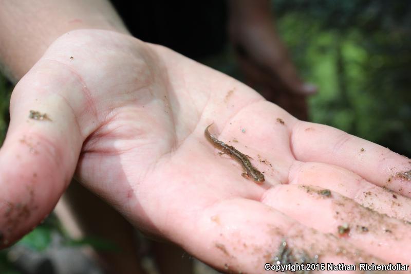 Blue Ridge Two-lined Salamander (Eurycea wilderae)