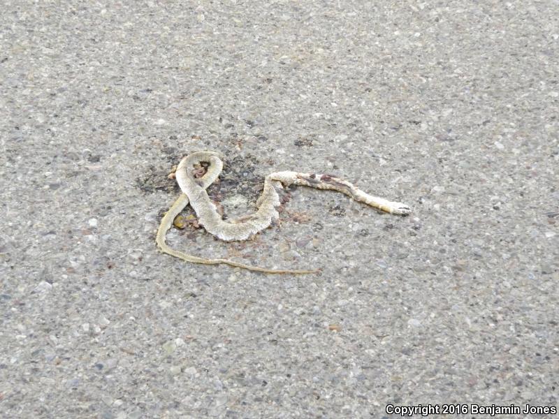 Sonoran Coachwhip (Coluber flagellum cingulum)