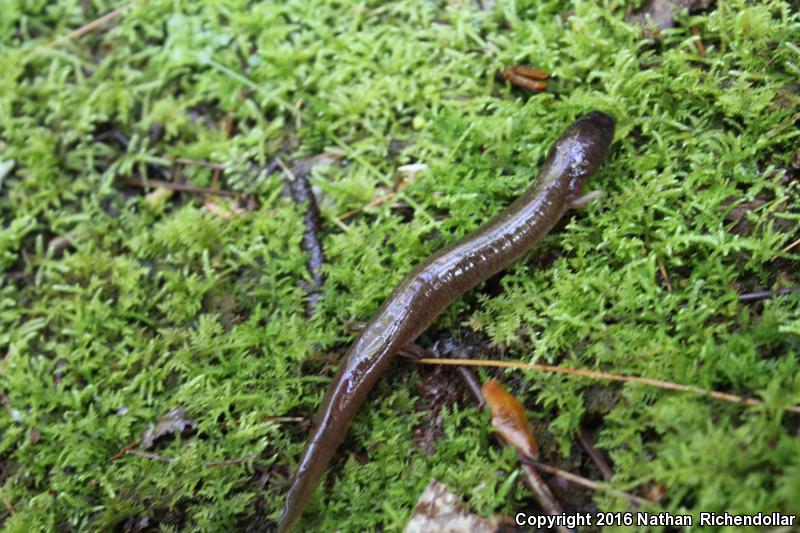 Carolina Spring Salamander (Gyrinophilus porphyriticus dunni)