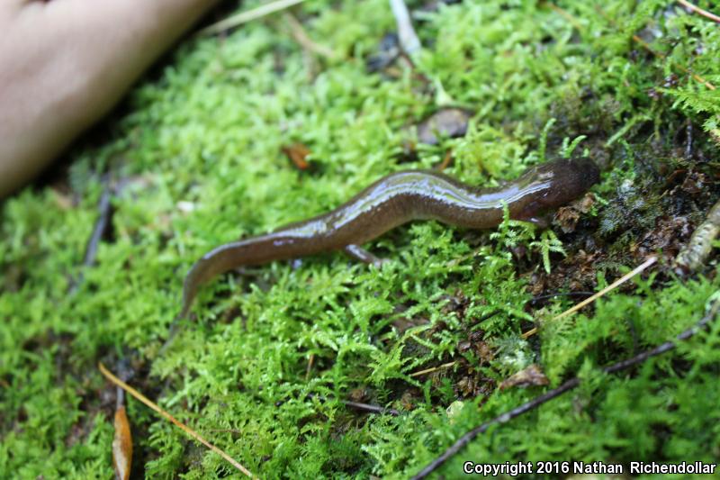 Carolina Spring Salamander (Gyrinophilus porphyriticus dunni)