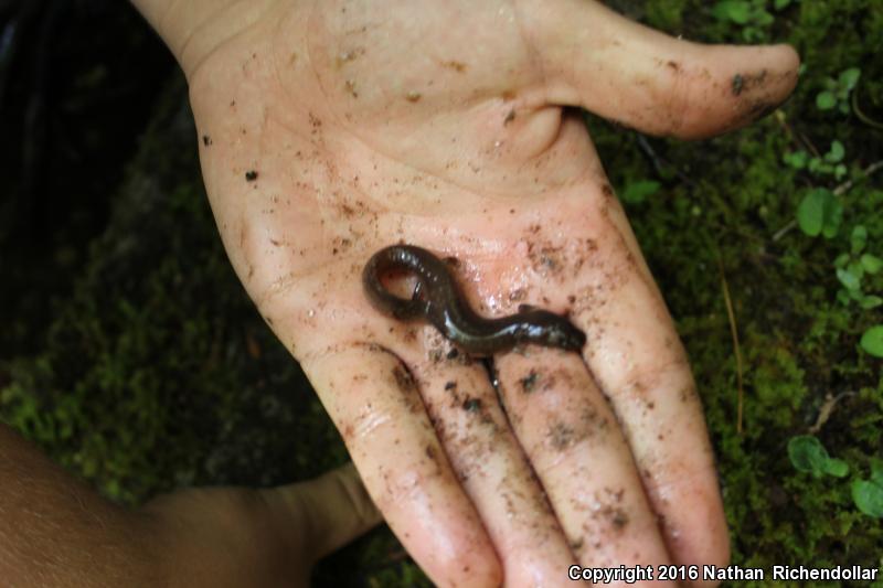 Carolina Spring Salamander (Gyrinophilus porphyriticus dunni)