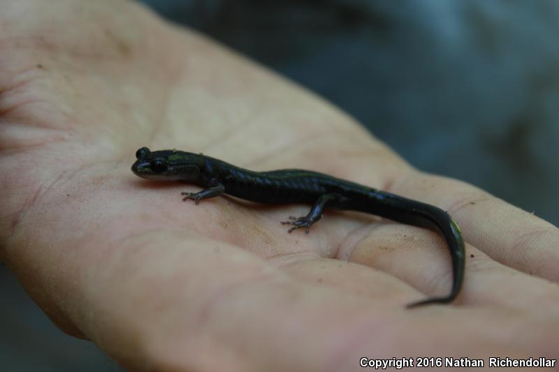 Southern Gray-cheeked Salamander (Plethodon metcalfi)