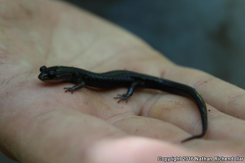 Southern Gray-cheeked Salamander (Plethodon metcalfi)