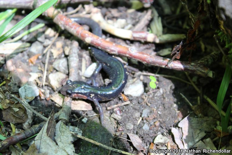 Red-cheeked Salamander (Plethodon jordani)