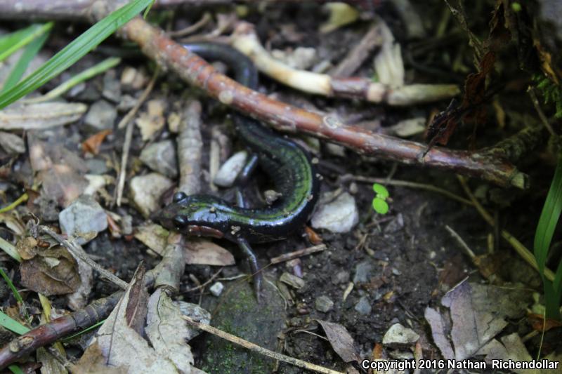 Red-cheeked Salamander (Plethodon jordani)