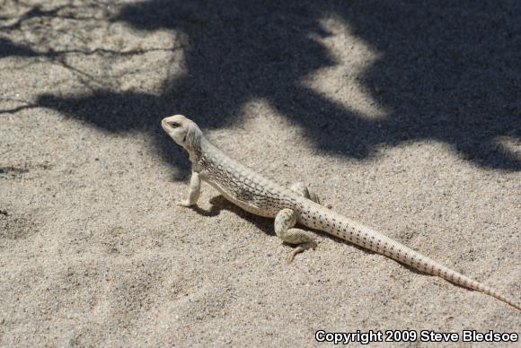 Northern Desert Iguana (Dipsosaurus dorsalis dorsalis)