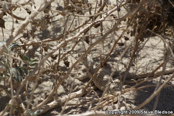 Northern Desert Iguana (Dipsosaurus dorsalis dorsalis)