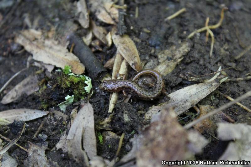 Pygmy Salamander (Desmognathus wrighti)