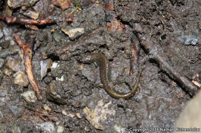 Santeetlah Dusky Salamander (Desmognathus santeetlah)