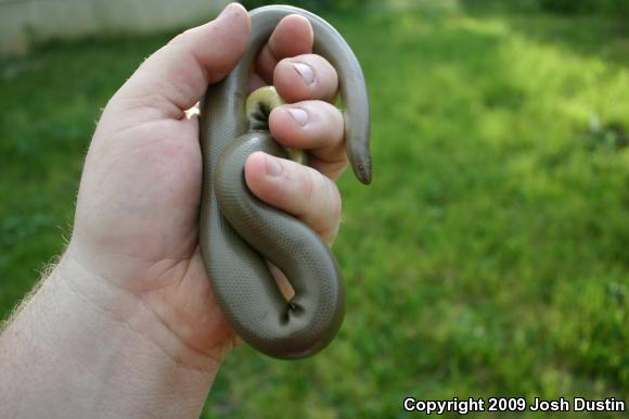 Northern Rubber Boa (Charina bottae)