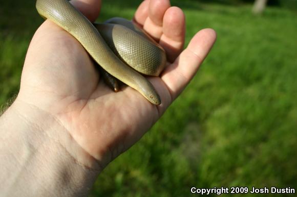 Northern Rubber Boa (Charina bottae)